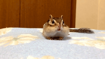 chipmunk-animals-free-animated-gifs-gameznet 040.gif